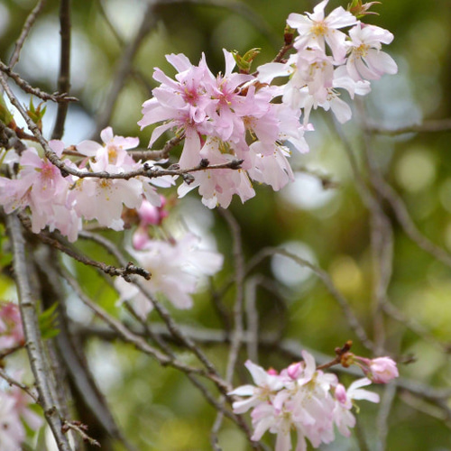 １０月桜 桜ミニ盆栽 おしゃれ盆栽鉢 小品盆栽 桜 さくら サクラ 盆栽