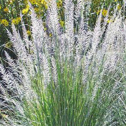 ラスティセージ 挿し穂 15cm 2本 その他素材 mofrin 通販｜Creema  