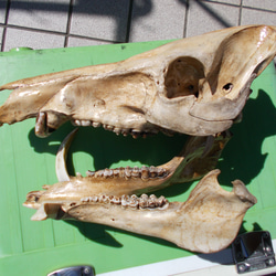 イノシシの頭蓋骨 2枚目の画像