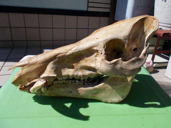 イノシシの頭蓋骨 1枚目の画像