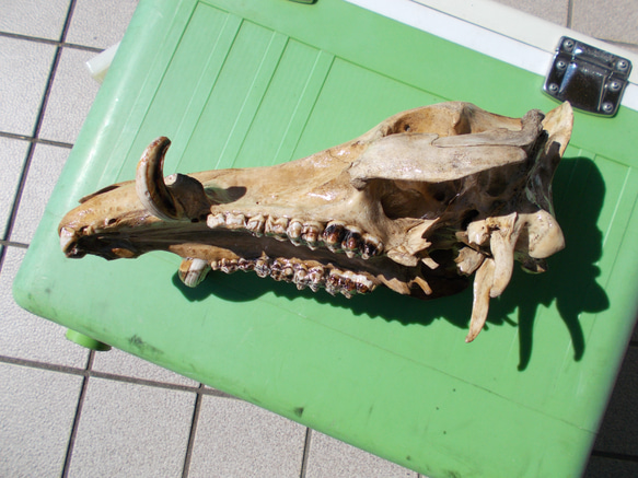 イノシシの頭蓋骨 8枚目の画像