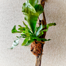 組み合わせた流木がカッコいい‼︎吊り下げインテリア ビカクシダ