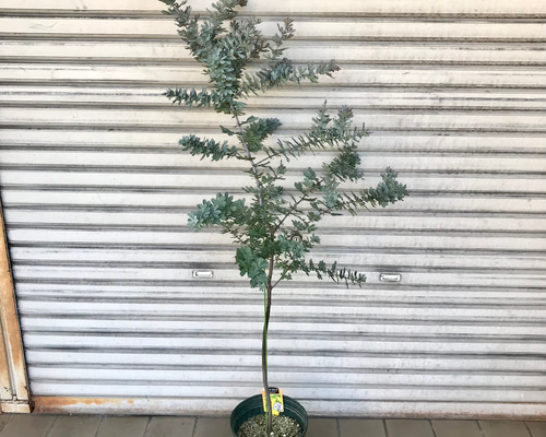 背高め！ 樹形良好 ミモザ アカシア プルプレア 8号 その他インテリア