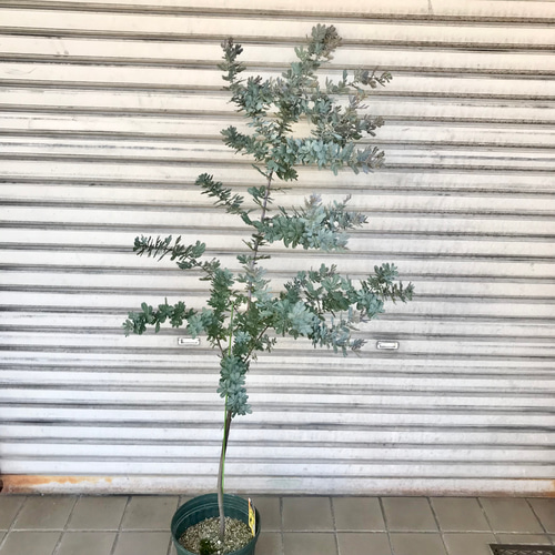 背高め！ 樹形良好 ミモザ アカシア プルプレア 8号 その他インテリア