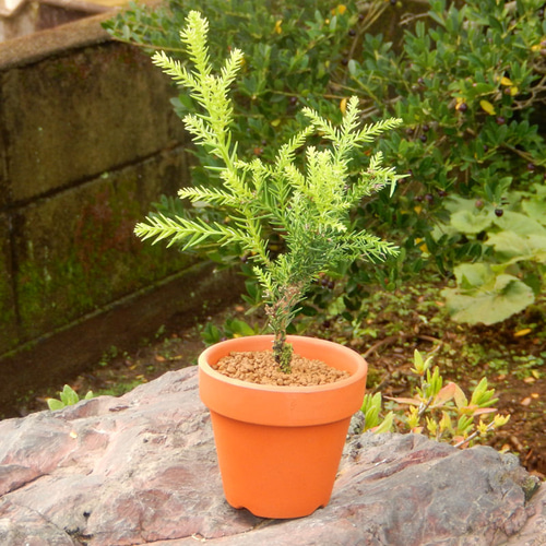 屋久島杉 ヤクシマスギ やくしますぎ 小品盆栽 ミニ盆栽 素焼き鉢付