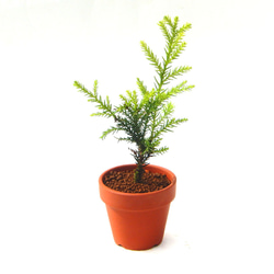 屋久島杉 ヤクシマスギ やくしますぎ 小品盆栽 ミニ盆栽 素焼き鉢付