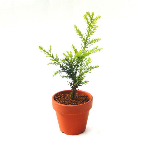 屋久島杉 ヤクシマスギ やくしますぎ 小品盆栽 ミニ盆栽 素焼き鉢付