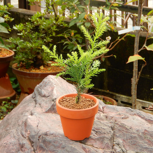 屋久島杉 ヤクシマスギ やくしますぎ 小品盆栽 ミニ盆栽 素焼き鉢付