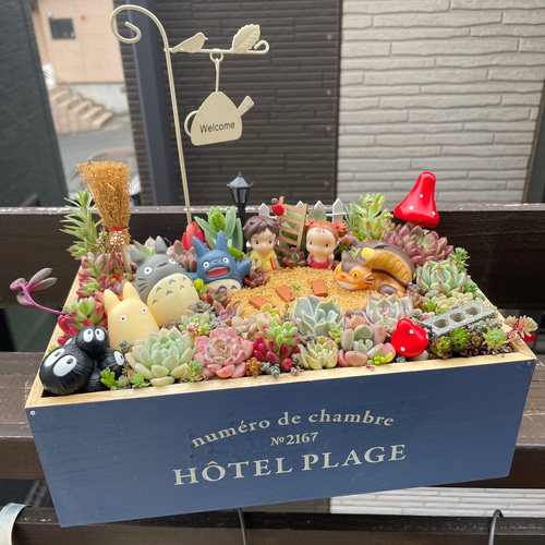 大サイズ 箱庭風多肉植物寄せ植え 多肉植物 まぁちゃん 通販 14833112