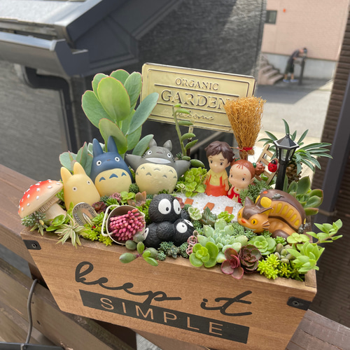 大サイズ 箱庭風多肉植物寄せ植え 多肉植物 まぁちゃん 通販
