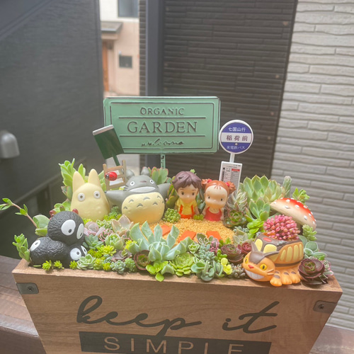 大サイズ 箱庭風多肉植物寄せ植え 多肉植物 まぁちゃん 通販 14833112