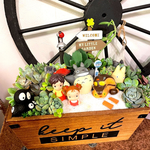 大サイズ 箱庭風多肉植物寄せ植え 多肉植物 まぁちゃん 通販 大サイズ 箱庭風多肉植物寄せ植え 多肉植物 まぁちゃん 通販