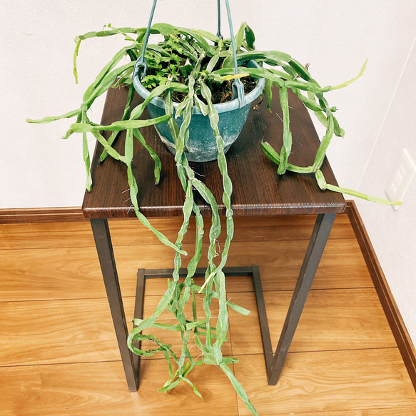 現品］【希少】リプサリス パラドクサ レア 吊り下げ 観葉植物