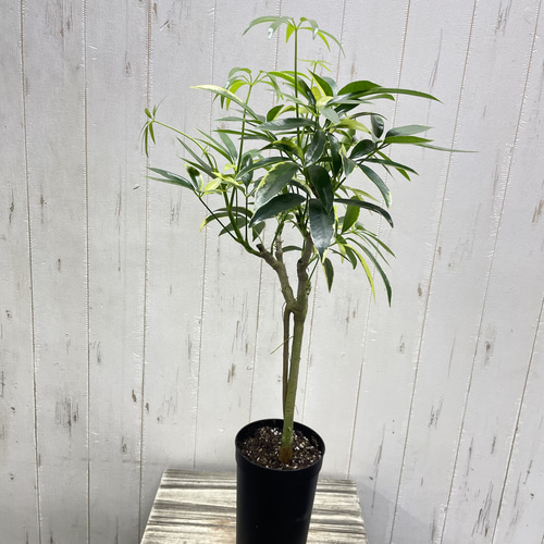 希少 斑入り シェフレラ アンガスティフォリア 3.5-4号 その他