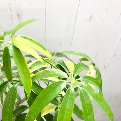 希少 斑入り シェフレラ アンガスティフォリア 3.5-4号 その他