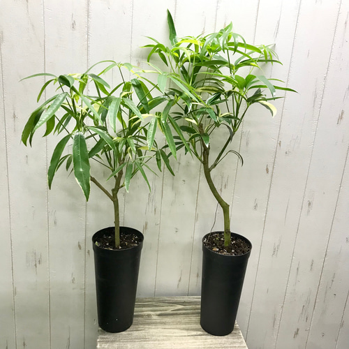 希少 斑入り シェフレラ アンガスティフォリア 3.5-4号 その他