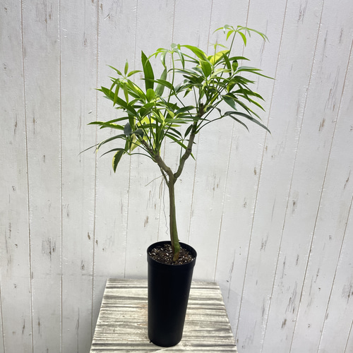 希少 斑入り シェフレラ アンガスティフォリア 3.5-4号 その他