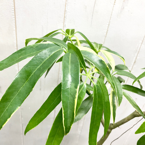 希少 斑入り シェフレラ アンガスティフォリア 3.5-4号 その他