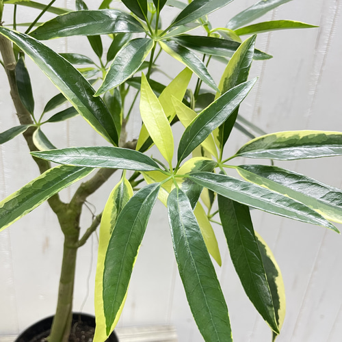 希少 斑入り シェフレラ アンガスティフォリア 3.5-4号 その他