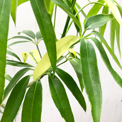 細葉が魅力 希少な斑入り シェフレラアンガスティフォリア 観葉植物 大型 室内 細葉が魅力 希少な斑入り シェフレラアンガスティフォリア 観葉