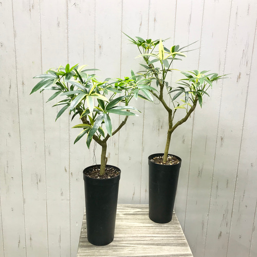 希少 斑入り シェフレラ アンガスティフォリア 3.5-4号 その他