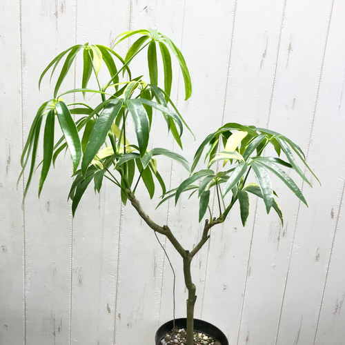 希少 斑入り シェフレラ アンガスティフォリア 3.5-4号 その他