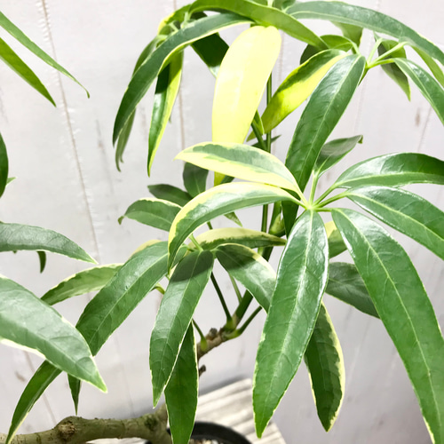 【11/8.9限定】 希少 斑入り シェフレラ アンガスティフォリア 観葉植物 希少》斑入り シェフレラ アンガスティフォリア 曲がり 観葉植物 大型