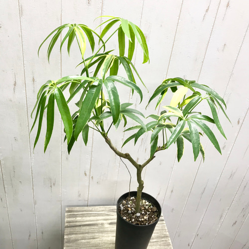 希少 斑入り シェフレラ アンガスティフォリア 3.5-4号 その他