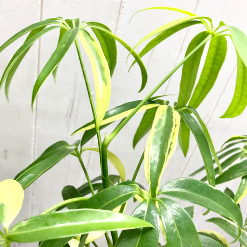 細葉が魅力 希少な斑入り シェフレラアンガスティフォリア 観葉植物 大型 室内 細葉が魅力 希少な斑入り シェフレラアンガスティフォリア 観葉