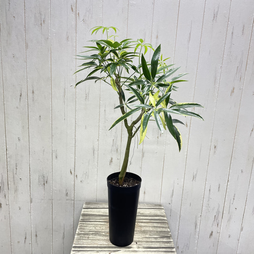 希少 斑入り シェフレラ アンガスティフォリア 3.5-4号 その他