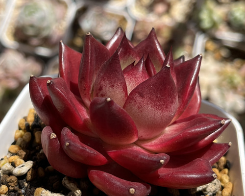 多肉植物 ☆ ロメオルビン 抜き苗 多肉植物 多肉園Le lien（ル リヤン