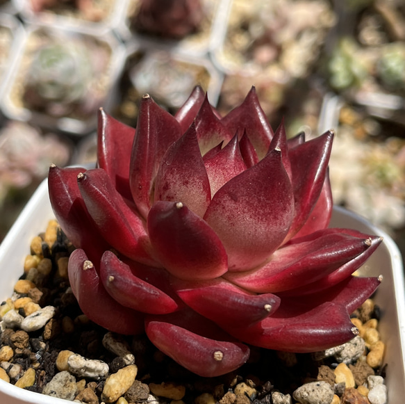 多肉植物　抜き苗　Big Red 多肉植物 抜き苗 Big Red 【公式通販】