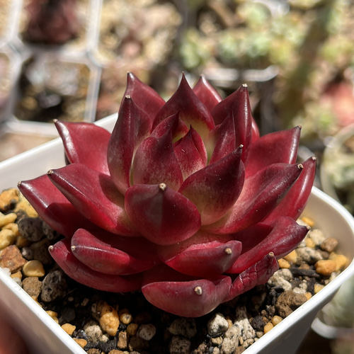 多肉植物 ☆ ロメオルビン 抜き苗 多肉植物 多肉園Le lien（ル リヤン