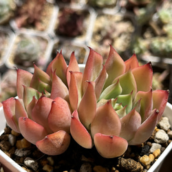 3bc7b0715ad5aa8a087ef96b82e788