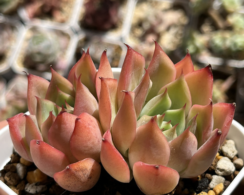 3bc7b0715ad5aa8a087ef96b82e788