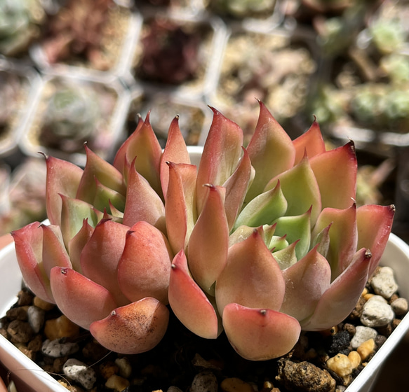 多肉植物 ☆ ロータスランプ 超レア 抜き苗 多肉植物 多肉園Le lien