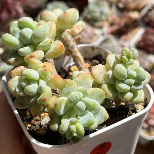 多肉植物 ☆ ピンクラウル。抜き苗 多肉植物 多肉園Le lien（ル リヤン