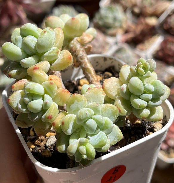 多肉植物 ☆ ピンクラウル。抜き苗 多肉植物 多肉園Le lien（ル