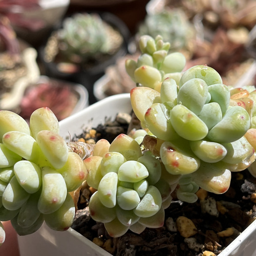 多肉植物 ☆ ピンクラウル。抜き苗 多肉植物 多肉園Le lien（ル