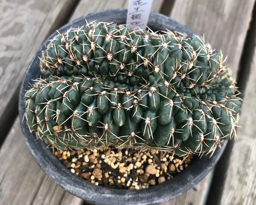 【珍品】 実生綴化.斑入り　多肉植物　花サボテン サボテン 綴化のおすすめ人気商品一覧 通販 - Yahoo!ショッピング