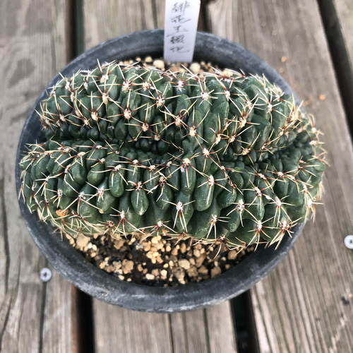 【珍品】 実生綴化.斑入り　多肉植物　花サボテン 珍品.斑入り】多肉植物 花サボテン Cc-62.