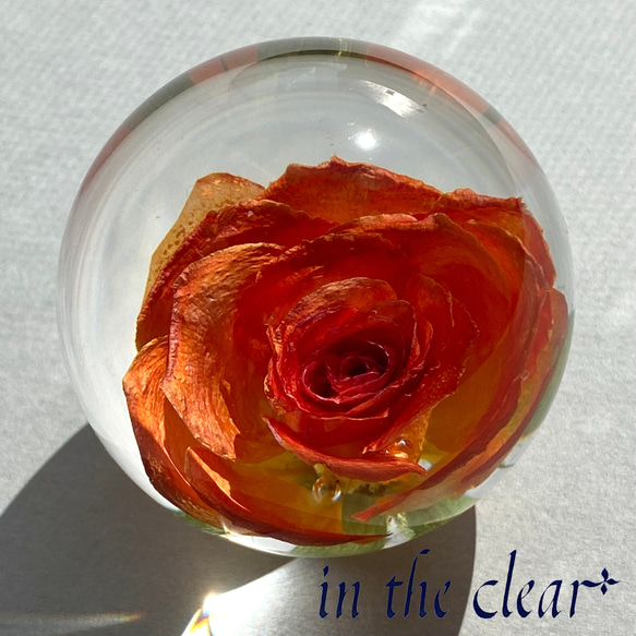 植物標本　薔薇　オレンジ　レジン　５センチ球体 3枚目の画像