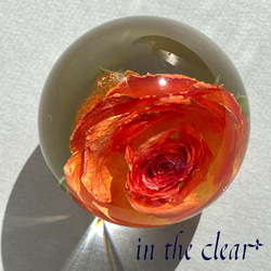 植物標本　薔薇　オレンジ　レジン　５センチ球体 5枚目の画像