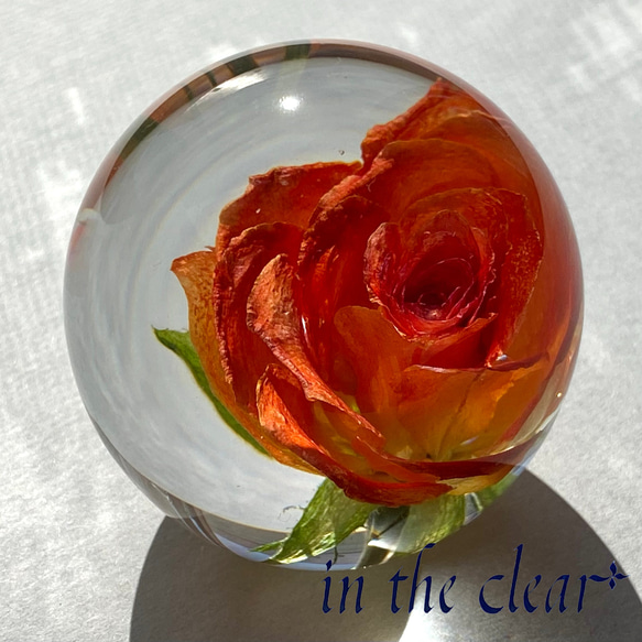 植物標本　薔薇　オレンジ　レジン　５センチ球体 4枚目の画像
