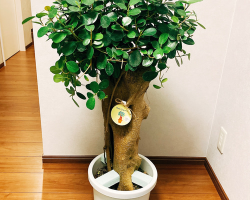 ［現品］【希少】4番　パンダガジュマル　観葉植物　レア　室内　接木　陶器鉢　ゴム 現品］【希少】4番 パンダガジュマル 観葉植物 レア 室内 接木