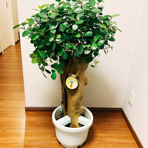現品］【希少】I パンダガジュマル 8号 観葉植物 室内 レア ゴム