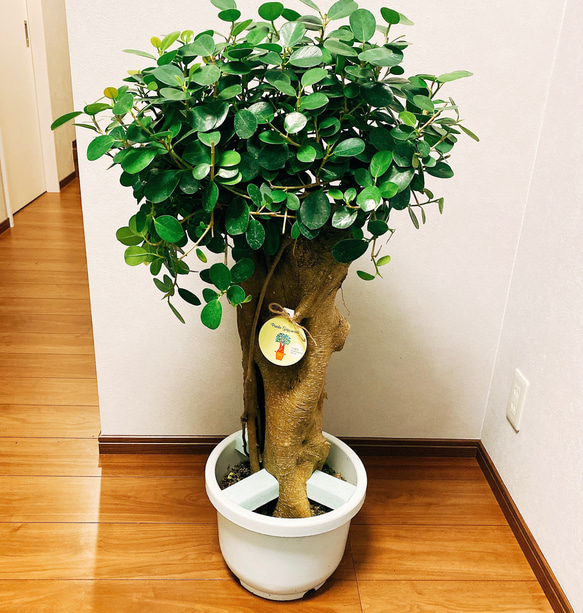 在庫］【希少】 パンダガジュマル 接木 プラスチック鉢 観葉植物