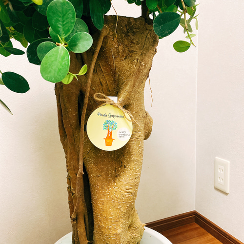 在庫］【希少】 パンダガジュマル 接木 プラスチック鉢 観葉植物