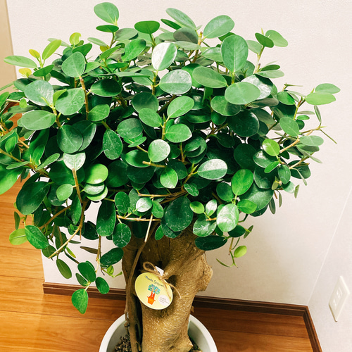 ［現品］【希少】4番　パンダガジュマル　観葉植物　レア　室内　接木　陶器鉢　ゴム 現品］【希少】4番 パンダガジュマル 観葉植物 レア 室内 接木