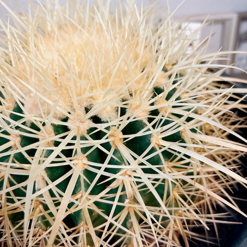 現品］金鯱 サボテン 8号 観葉植物 おしゃれ サボテン プラスチック鉢